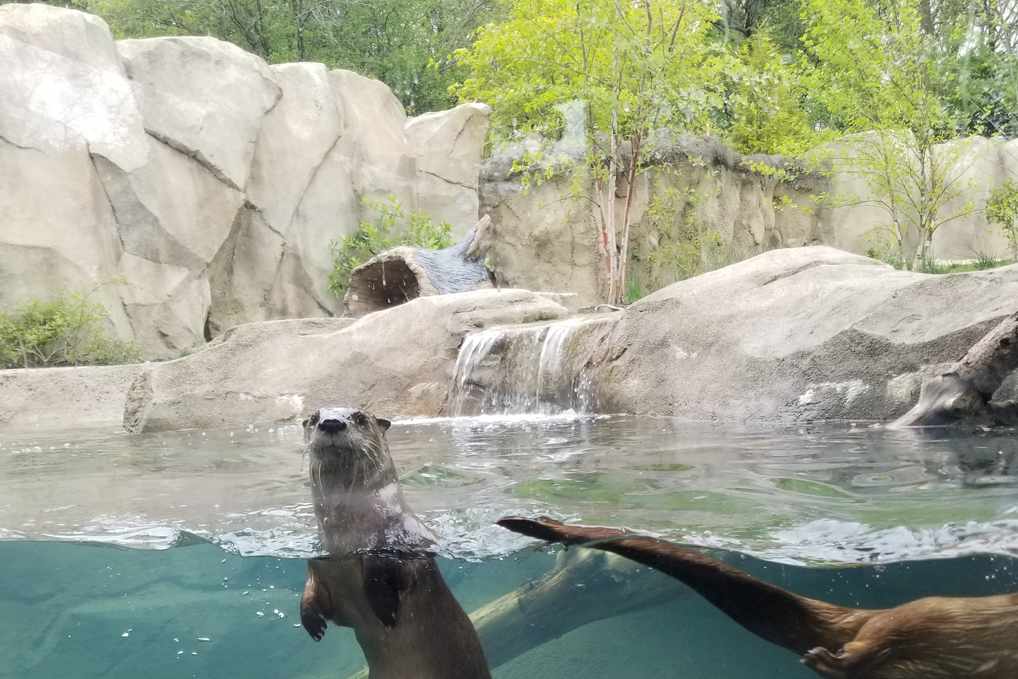 Shotcrete made to look like natural habitat of otters.